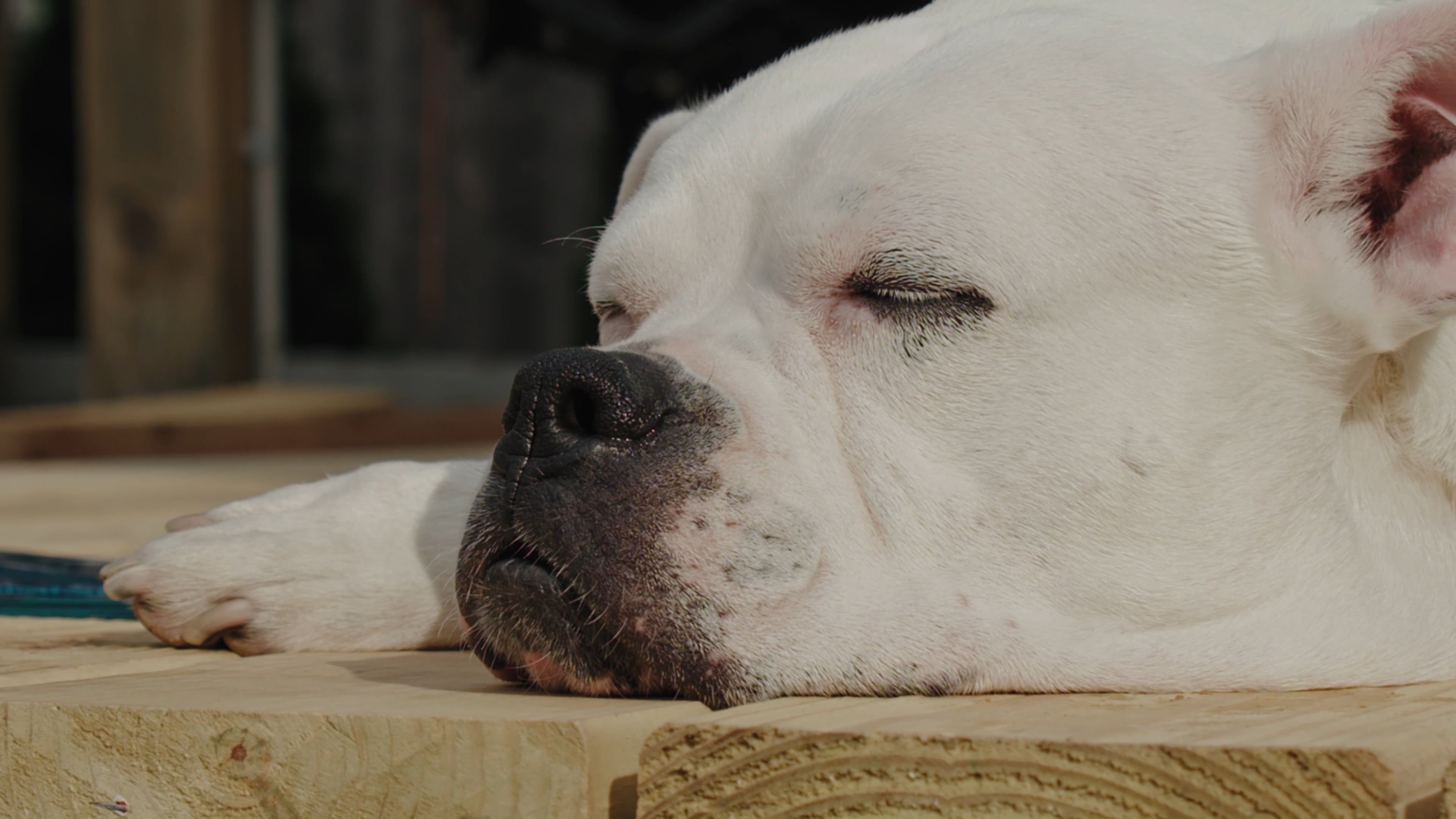 Stillpoint 7-night reactive dog training protocol